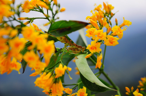 10 loài cây nguy hiểm bạn nên tránh xa ảnh 1