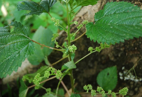10 loài cây nguy hiểm bạn nên tránh xa ảnh 2