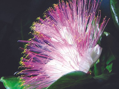 Cây bàng vuông nở hoa đúng đêm giao thừa năm 2011