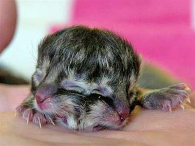 Chú mèo hai khuôn mặt được tìm thấy tại Texas, Mỹ