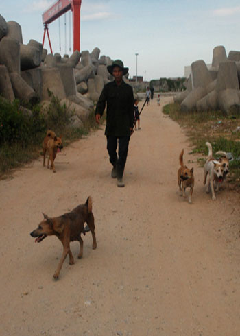 Chó nghiệp vụ được đưa hết làng biển Sơn Trà, Quảng Ngãi, chuẩn bị tham gia cuộc săn