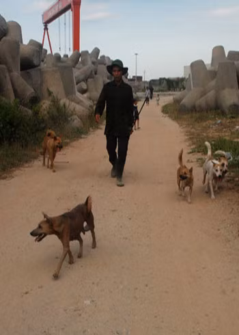 Chó nghiệp vụ được đưa hết làng biển Sơn Trà, Quảng Ngãi, chuẩn bị tham gia cuộc săn