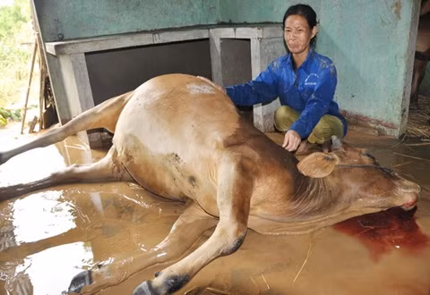 Chị Dương Thị Duyên, xã Hành Thiện, bật khóc bên con bò trị giá hơn 20 triệu đồng chết ngạt trong nước lũ