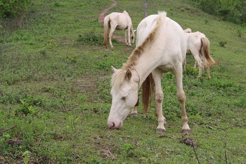 Thoát nghèo nhờ bạch mã ảnh 2