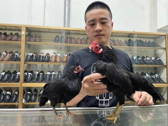 Anh Tùng theo đuổi thú chơi gà tre Bắc tít đã được vài năm (Ảnh: Nguyen Dang Tung). Anh Tùng theo đuổi thú chơi gà tre Bắc tít đã được vài năm (Ảnh: Nguyen Dang Tung).