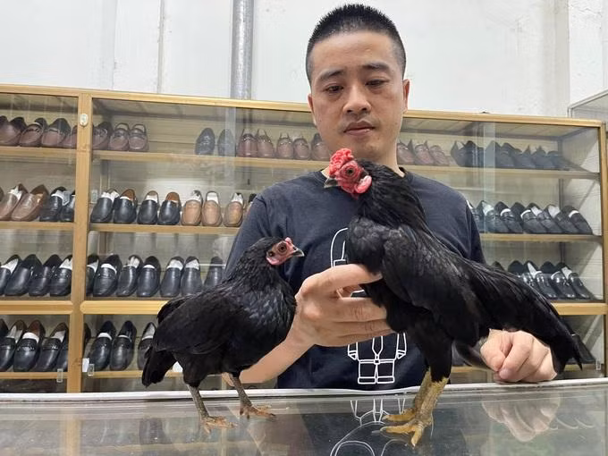 Anh Tùng theo đuổi thú chơi gà tre Bắc tít đã được vài năm (Ảnh: Nguyen Dang Tung). Anh Tùng theo đuổi thú chơi gà tre Bắc tít đã được vài năm (Ảnh: Nguyen Dang Tung).