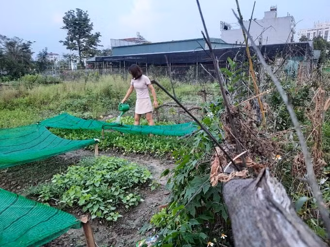 Chị Nga phải cải tạo đất bằng phân trùn quế, đất phù sa. Quá trình chăm sóc phải bón phân hữu cơ, giăng lưới che cây để tránh côn trùng và mưa lớn. (Ảnh: L. N) Chị Nga phải cải tạo đất bằng phân trùn quế, đất phù sa. Quá trình chăm sóc phải bón phân hữu cơ, giăng lưới che cây để tránh côn trùng và mưa lớn. (Ảnh: L. N)