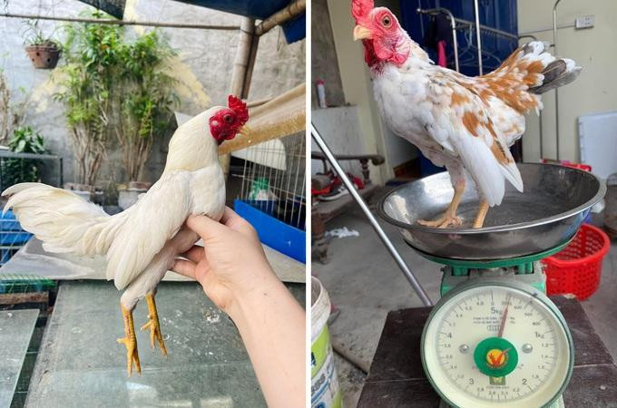 Giống gà này có kích thước nhỏ, nặng trung bình từ 250-400gr (Ảnh: Nguyen Dang Tung). Giống gà này có kích thước nhỏ, nặng trung bình từ 250-400gr (Ảnh: Nguyen Dang Tung).
