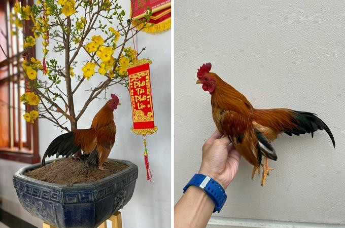 Mào của gà tre Bắc tít thường là mào công hoặc mào cờ (Ảnh: Tạ Quang Quyết). Mào của gà tre Bắc tít thường là mào công hoặc mào cờ (Ảnh: Tạ Quang Quyết).