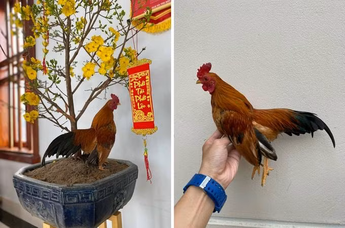 Mào của gà tre Bắc tít thường là mào công hoặc mào cờ (Ảnh: Tạ Quang Quyết). Mào của gà tre Bắc tít thường là mào công hoặc mào cờ (Ảnh: Tạ Quang Quyết).