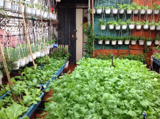 Nhiều người Hà Nội tìm đủ mọi cách để trồng rau sạch cung ứng cho bữa cơm gia đình (Ảnh: Bùi Nga). Nhiều người Hà Nội tìm đủ mọi cách để trồng rau sạch cung ứng cho bữa cơm gia đình (Ảnh: Bùi Nga).