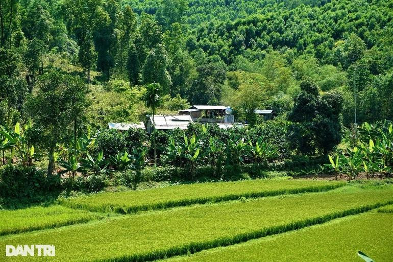 Trang trại ở góc rừng Nông Sơn được ông Ngọc gắn bó từ khi còn trẻ. Trang trại ở góc rừng Nông Sơn được ông Ngọc gắn bó từ khi còn trẻ.