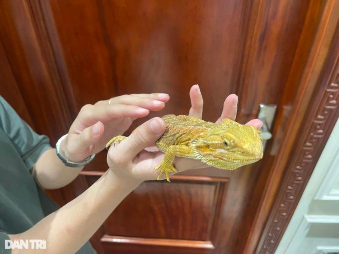 Cận cảnh một con rồng Úc (tên quốc tế là Bearded Dragon) có màu sắc bắt mắt. Cận cảnh một con rồng Úc (tên quốc tế là Bearded Dragon) có màu sắc bắt mắt.