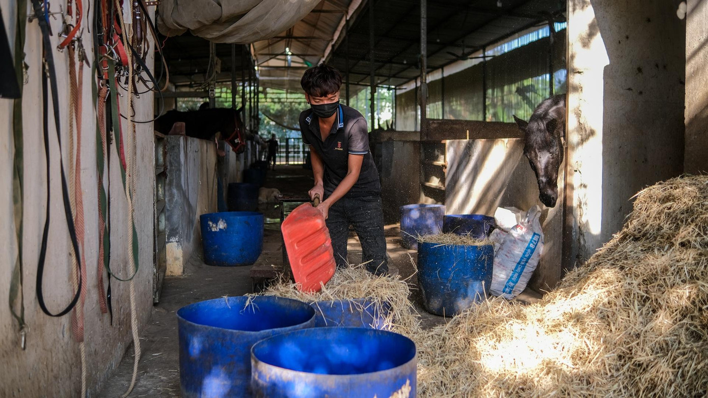 Đồ ăn chủ yếu của ngựa là cám và cỏ khô, đều được nhập khẩu. Ngoài ra, chúng còn được bổ sung vitamin và tiêm phòng. Bởi vậy, chi phí chăm sóc cả đàn ngựa có thể lên đến 80 triệu đồng/tháng, chưa bao gồm nhân công.