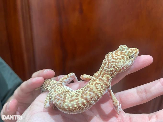 Đây là con tắc kè đốm. Tùy từng loại mà loài vật này trên thị trường có giá dao động từ vài trăm nghìn đồng đến vài triệu đồng. Đây là con tắc kè đốm. Tùy từng loại mà loài vật này trên thị trường có giá dao động từ vài trăm nghìn đồng đến vài triệu đồng.