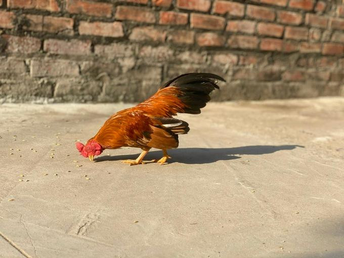 Chú gà tre Bắc tít màu tía hoa phượng mà anh Quyết đang nuôi (Ảnh: Tạ Quang Quyết). Chú gà tre Bắc tít màu tía hoa phượng mà anh Quyết đang nuôi (Ảnh: Tạ Quang Quyết).