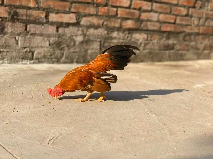 Chú gà tre Bắc tít màu tía hoa phượng mà anh Quyết đang nuôi (Ảnh: Tạ Quang Quyết). Chú gà tre Bắc tít màu tía hoa phượng mà anh Quyết đang nuôi (Ảnh: Tạ Quang Quyết).