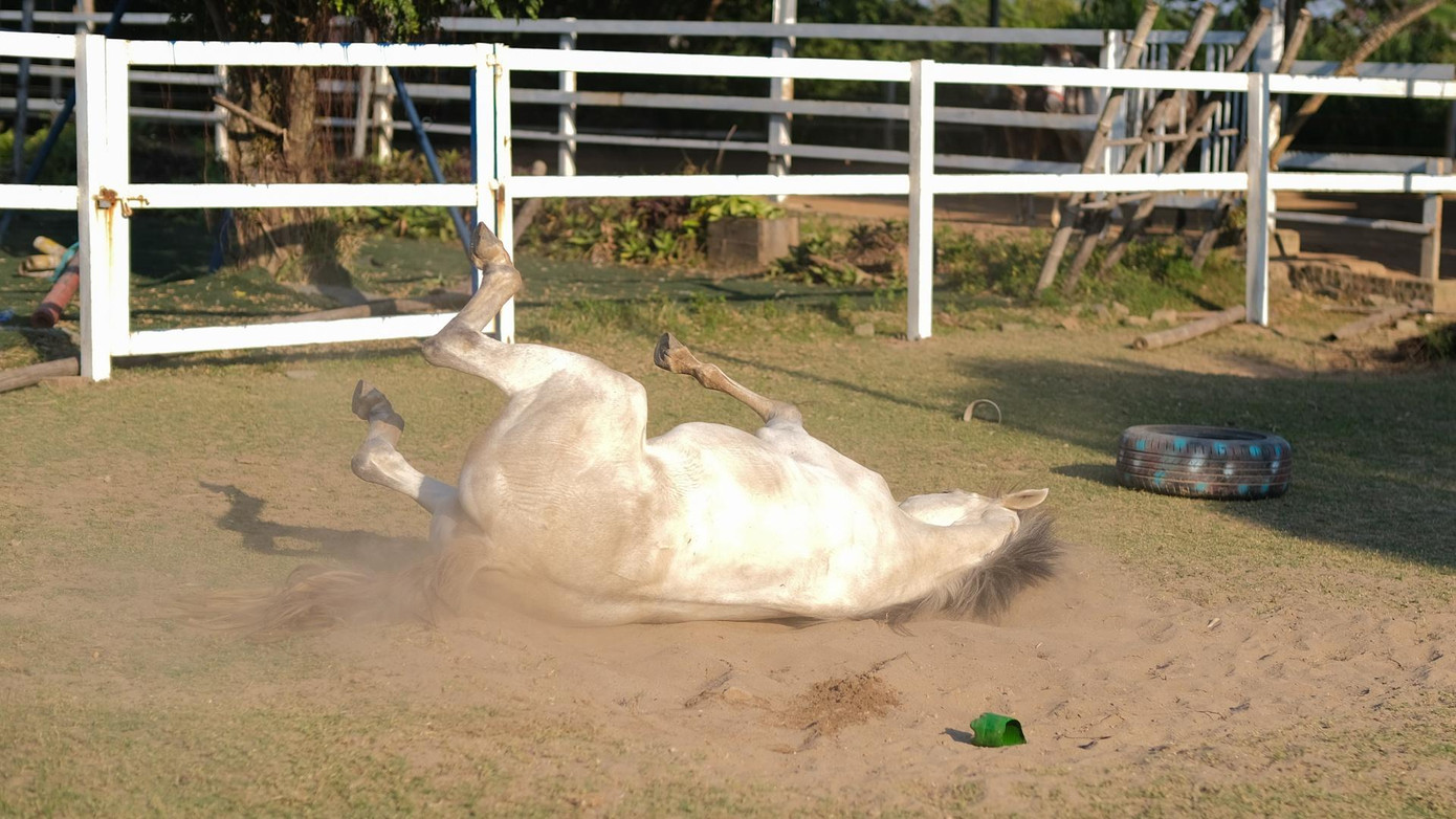 Mỗi con ngựa có một tên gọi như Lã Bố, Kim Phụng, Hương Phi,… cũng như sở hữu tính cách rất riêng. Có những con ngựa nhút nhát, hiền lành, một số khác lại bướng bỉnh, nghịch ngợm, thích lăn lộn vầy cát dưới nắng.