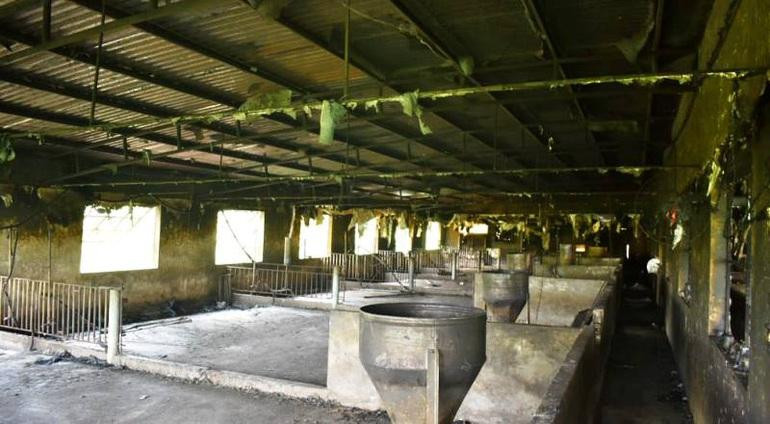 Ngoài đàn lợn bị thiệt hại do sét đánh, chuồng chăn nuôi với diện tích khoảng 600 m2 bị thiệt hại nặng nề. Ngoài đàn lợn bị thiệt hại do sét đánh, chuồng chăn nuôi với diện tích khoảng 600 m2 bị thiệt hại nặng nề.