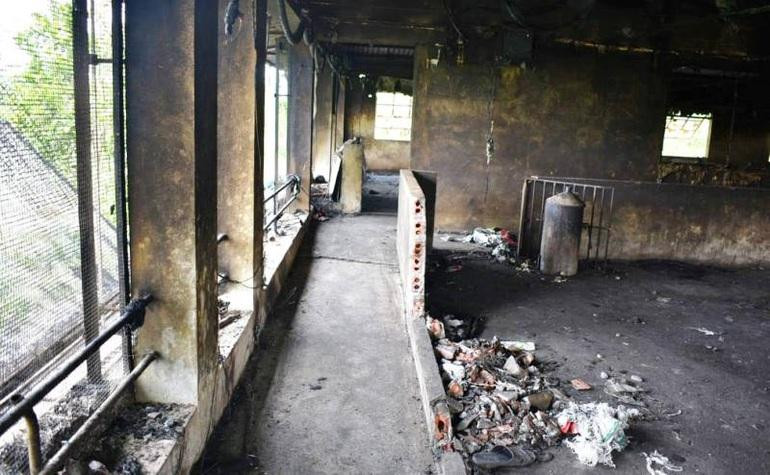 Từ một trang trại được đầu tư tiền bạc, công sức bài bản, trang trại lợn của gia đình ông Nhã gần như mất tất. Từ một trang trại được đầu tư tiền bạc, công sức bài bản, trang trại lợn của gia đình ông Nhã gần như mất tất.