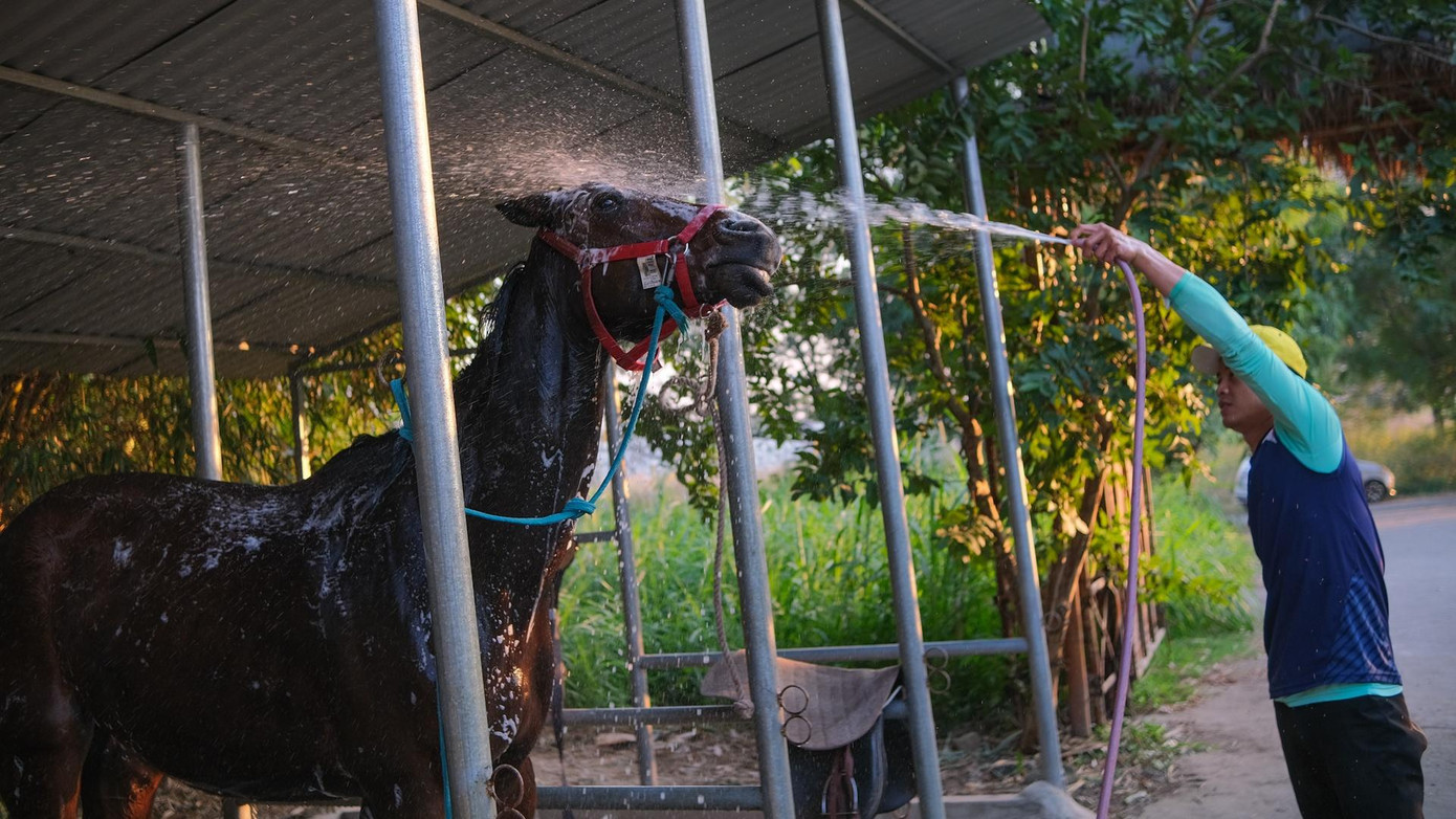 Sau mỗi buổi tập luyện dài và đầy bụi bẩn, tôi sẽ tắm và chải lông cho ngựa. Hoạt động này sẽ diễn ra thường xuyên hơn vào mùa hè, khi tiết trời nóng nực và các con ngựa cần được giải nhiệt.