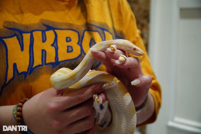 Giống trăn bóng có màu vàng đẹp mắt, bản tính hiền lành và không gây hại cho con người. Giống trăn bóng có màu vàng đẹp mắt, bản tính hiền lành và không gây hại cho con người.