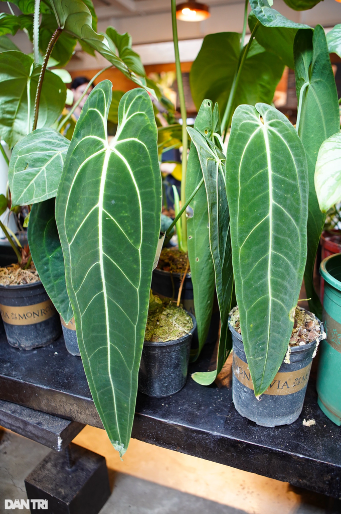 Anthurium warocqueanum (queen) được mệnh danh là nữ hoàng của dòng Anthurium, có kích thước lớn khi trưởng thành. Dòng cây này gây ấn tượng với lá dài hình mũi giáo, bộ gân lá đặc sắc trên bề mặt (Ảnh: Viên Minh). Anthurium warocqueanum (queen) được mệnh danh là nữ hoàng của dòng Anthurium, có kích thước lớn khi trưởng thành. Dòng cây này gây ấn tượng với lá dài hình mũi giáo, bộ gân lá đặc sắc trên bề mặt (Ảnh: Viên Minh).