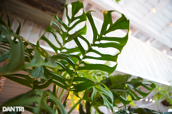 Monstera esqueleto có lá to dài hơn 1m khi trưởng thành. Cấu trúc lỗ trên mặt lá cũng to đều, sắp xếp xen kẽ nhau giữa hàng lỗ to nhỏ dọc gân lá (Ảnh: Viên Minh). Monstera esqueleto có lá to dài hơn 1m khi trưởng thành. Cấu trúc lỗ trên mặt lá cũng to đều, sắp xếp xen kẽ nhau giữa hàng lỗ to nhỏ dọc gân lá (Ảnh: Viên Minh).