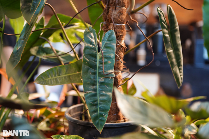 Philodendron billietiae, tên tiếng Việt là Hồng Hạc, có form lá dài, xẻ trái tim sâu ở cuống lá, nguồn gốc chủ yếu từ Brazil, Guyana và Guina thuộc Pháp (Ảnh: Viên Minh). Philodendron billietiae, tên tiếng Việt là Hồng Hạc, có form lá dài, xẻ trái tim sâu ở cuống lá, nguồn gốc chủ yếu từ Brazil, Guyana và Guina thuộc Pháp (Ảnh: Viên Minh).