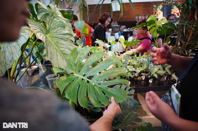 Monstera deliciosa - một trong những dòng kiểng lá phổ biến nhất hiện nay, có tên tiếng Việt là trầu bà lá xẻ hay trầu bà Nam Mỹ lá xẻ. Hình dạng lá cây đặc biệt với các đường xẻ lạ mắt (Ảnh: Viên Minh). Monstera deliciosa - một trong những dòng kiểng lá phổ biến nhất hiện nay, có tên tiếng Việt là trầu bà lá xẻ hay trầu bà Nam Mỹ lá xẻ. Hình dạng lá cây đặc biệt với các đường xẻ lạ mắt (Ảnh: Viên Minh).