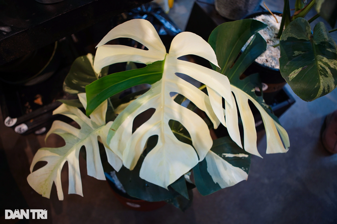 Cây kiểng lá có tên Monstera deliciosa Mint variegated với màu trắng độc đáo (Ảnh: Viên Minh). Cây kiểng lá có tên Monstera deliciosa Mint variegated với màu trắng độc đáo (Ảnh: Viên Minh).