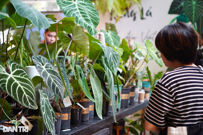Những dòng kiểng lá có giá từ vài trăm đến bạc triệu, thậm chí tiền tỷ (Ảnh: Viên Minh). Những dòng kiểng lá có giá từ vài trăm đến bạc triệu, thậm chí tiền tỷ (Ảnh: Viên Minh).