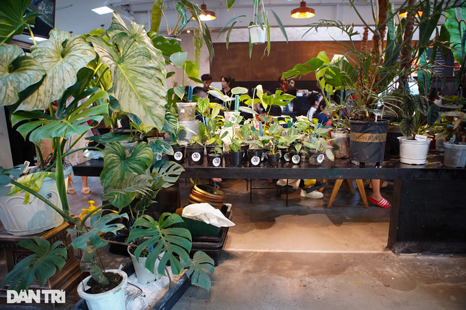 Không gian tràn ngập sắc xanh kiểng lá tại buổi offline lớn nhất miền Bắc (Ảnh: Viên Minh). Không gian tràn ngập sắc xanh kiểng lá tại buổi offline lớn nhất miền Bắc (Ảnh: Viên Minh).