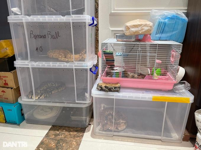 Những con trăn, rắn được 10X nuôi nhốt trong thùng chuyên dụng, có thiết kế đặc biệt. Những con trăn, rắn được 10X nuôi nhốt trong thùng chuyên dụng, có thiết kế đặc biệt.