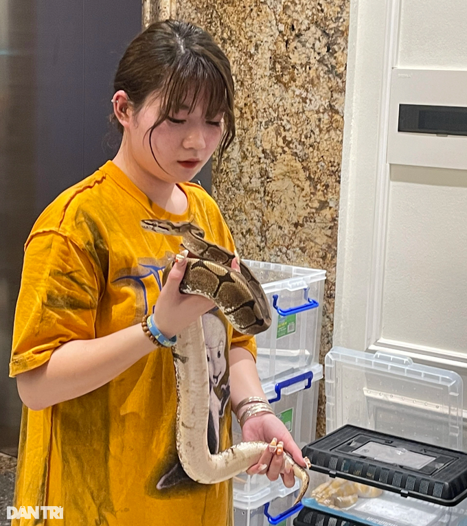 Một trong những con trăn bóng mà Trà My đang sở hữu. Một trong những con trăn bóng mà Trà My đang sở hữu.