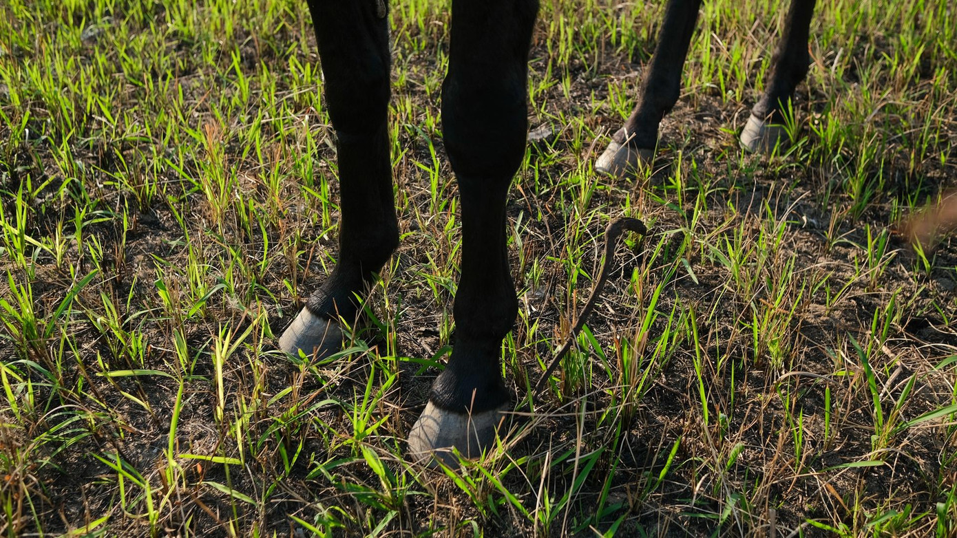 Bởi quen tập luyện trên nền đất thay vì sân bê tông, những con ngựa ở CLB không cần đóng móng sắt, giúp chúng phát triển tốt và thoải mái hơn.