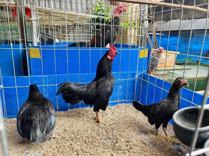 Quá trình nuôi, chăm sóc gà tre Bắc tít không quá phức tạp hay tốn kém (Ảnh: Nguyen Dang Tung). Quá trình nuôi, chăm sóc gà tre Bắc tít không quá phức tạp hay tốn kém (Ảnh: Nguyen Dang Tung).