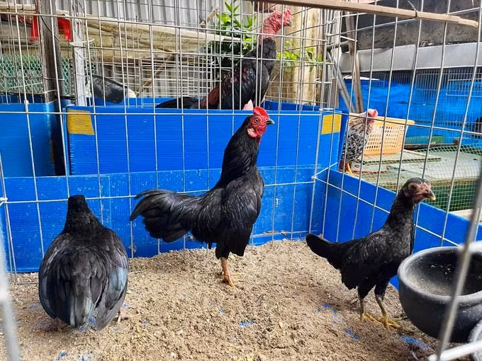 Quá trình nuôi, chăm sóc gà tre Bắc tít không quá phức tạp hay tốn kém (Ảnh: Nguyen Dang Tung). Quá trình nuôi, chăm sóc gà tre Bắc tít không quá phức tạp hay tốn kém (Ảnh: Nguyen Dang Tung).