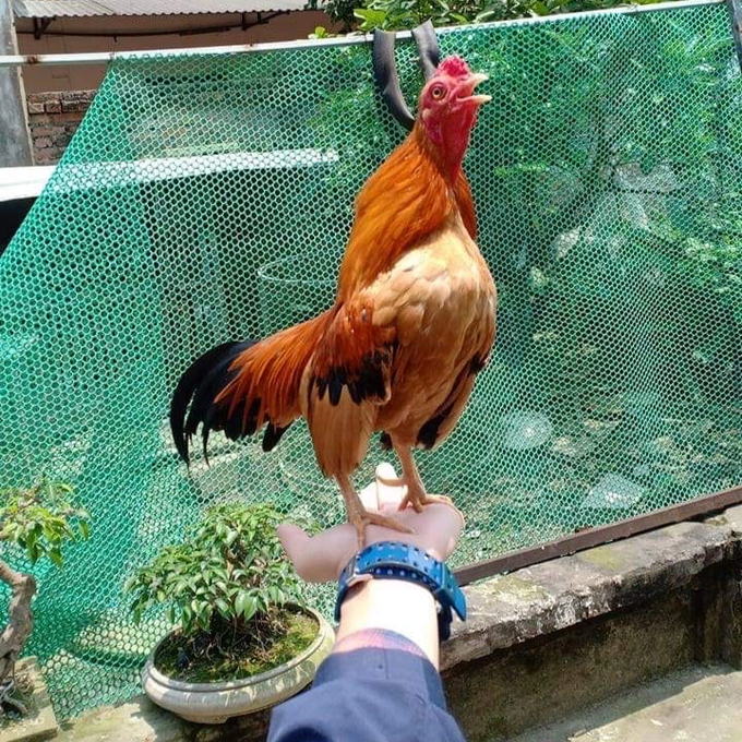 Trung bình một con gà tre Bắc tít khỏe mạnh có tuổi thọ khoảng 4-5 năm. Cá biệt có những con sống được tới 8-9 năm. Trong hình là chú gà tên "Vàng nghi tàm", từng đẻ nhiều lứa gà tre chất lượng (Ảnh: Tạ Quang Quyết). Trung bình một con gà tre Bắc tít khỏe mạnh có tuổi thọ khoảng 4-5 năm. Cá biệt có những con sống được tới 8-9 năm. Trong hình là chú gà tên "Vàng nghi tàm", từng đẻ nhiều lứa gà tre chất lượng (Ảnh: Tạ Quang Quyết).