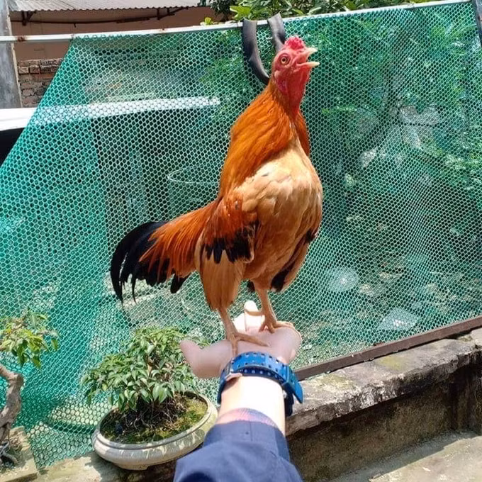 Trung bình một con gà tre Bắc tít khỏe mạnh có tuổi thọ khoảng 4-5 năm. Cá biệt có những con sống được tới 8-9 năm. Trong hình là chú gà tên "Vàng nghi tàm", từng đẻ nhiều lứa gà tre chất lượng (Ảnh: Tạ Quang Quyết). Trung bình một con gà tre Bắc tít khỏe mạnh có tuổi thọ khoảng 4-5 năm. Cá biệt có những con sống được tới 8-9 năm. Trong hình là chú gà tên "Vàng nghi tàm", từng đẻ nhiều lứa gà tre chất lượng (Ảnh: Tạ Quang Quyết).