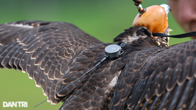Bộ định vị GPS gắn trên người các chú chim săn mồi rất đắt đỏ và thường phải đặt ở nước ngoài.