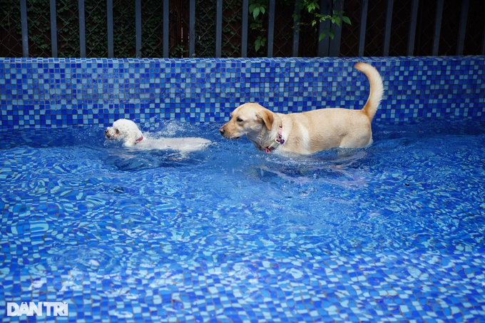 Buổi sáng, thú cưng được tập bơi hoặc tắm nắng (Ảnh: Viên Minh)