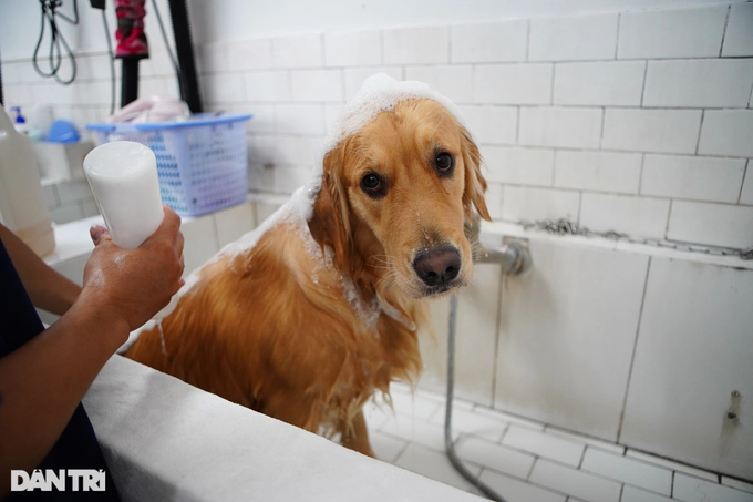 Mỗi khi phụ huynh yêu cầu, thú cưng sẽ được tắm sạch sẽ (Ảnh: Viên Minh)