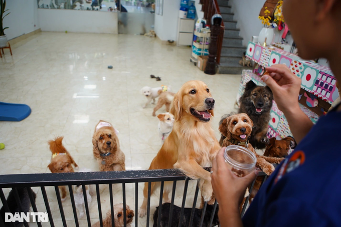 Không gian "sinh hoạt chung" của thú cưng rộng chừng 20m2 (Ảnh: Viên Minh)