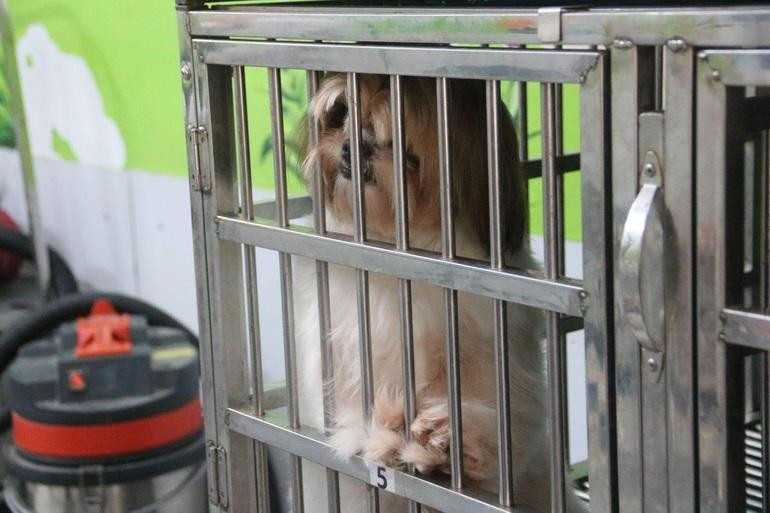 Mỗi chú chó cưng được bố trí một phòng riêng biệt