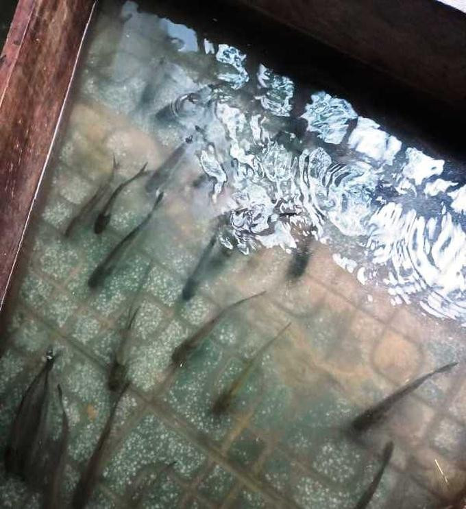 Cá bơi trong sân nhà dân (Ảnh: CTV). Cá bơi trong sân nhà dân (Ảnh: CTV).