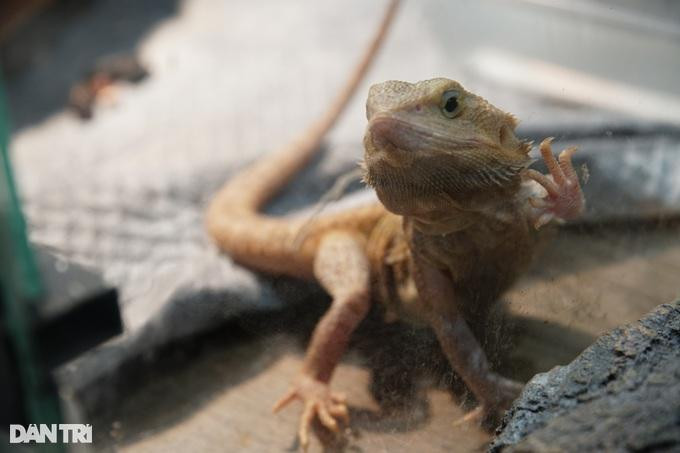 Rồng Úc là loài bò sát được nhiều người ưa chuộng. Rồng Úc là loài bò sát được nhiều người ưa chuộng.