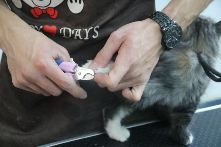 Ngoài dịch vụ khách sạn thú cưng, dịch vụ làm đẹp cũng rất đắt khách