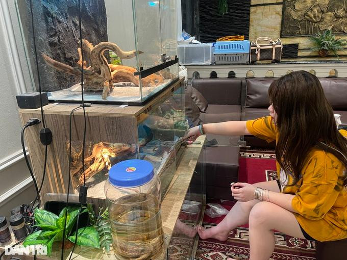 Trà My cho biết, quá trình chăm sóc các loài bò sát đòi hỏi sự tỉ mỉ, kỳ công, tránh trường hợp những con vật này bị bệnh, không thích nghi được với môi trường nuôi nhốt. Trà My cho biết, quá trình chăm sóc các loài bò sát đòi hỏi sự tỉ mỉ, kỳ công, tránh trường hợp những con vật này bị bệnh, không thích nghi được với môi trường nuôi nhốt.