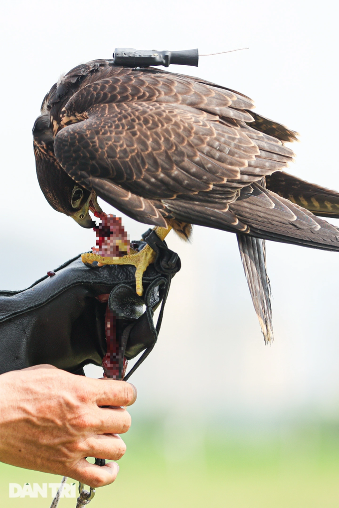 Những chú chim săn mồi ăn hết một con chim cút thành phẩm, có giá 8.000 đồng/ngày.
